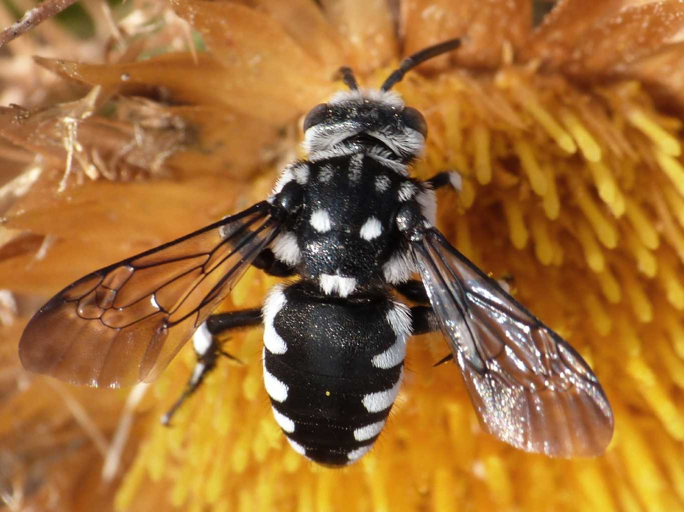 Thyreus histrionicus (Apidae) alla foce del Belice (TP)